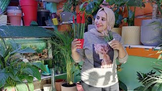جولة في محال لبيع ديكورات و النباتات الأزهار عند flower World naziha Agadir تلبرجت