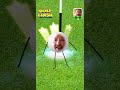 Golf Time