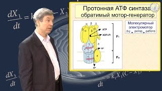 Тихонов А.Н. Биоэнергетика. Молекулярные машины. Часть 3