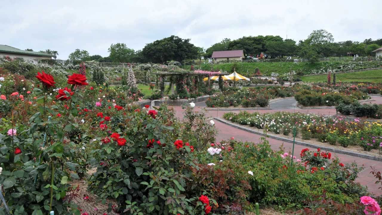 華麗な薔薇の花の風景 かのやばら園写真集 Youtube