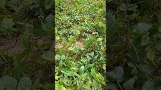 මුං ඇට අස්වනු නෙලීම green beans cultivationagriculturefarming srilankalifestylenaturenature