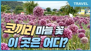 귀하디 귀한 코끼리 마늘 꽃이 모여 있는 이 곳, 공주 유구 색달수국축제 #코끼리마늘, #마늘꽃, #알리