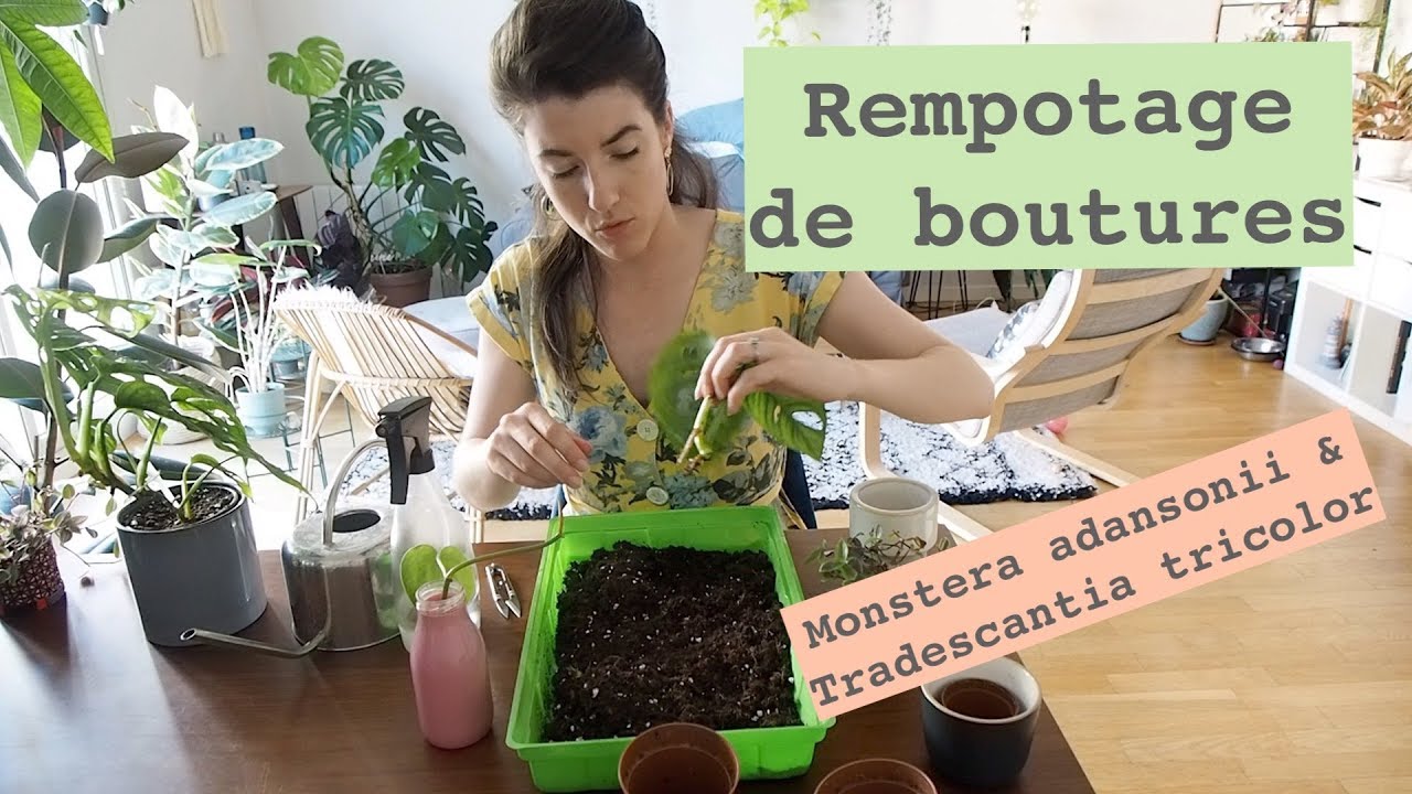 Entretien du Monstera Adansonii : Guide complet pour une plante