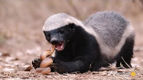 The Crazy Nastyass Honey Badger Don't Care (origin...