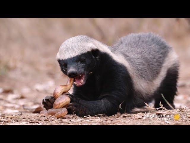 Honey Badger Dont Give A F