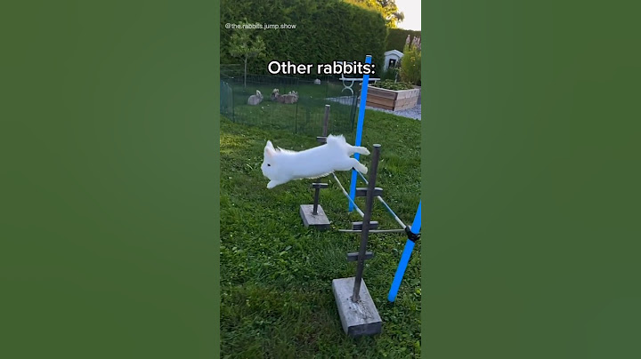 When your rabbit gets picked last at gym class 🫠 #funny #rabbit
