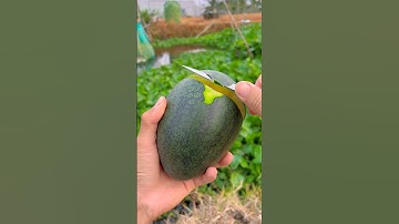 Hái dưa hấu vàng #hienonha #fruit #shortvideo