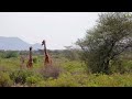 Laikipia Samburu Narok Maasai 