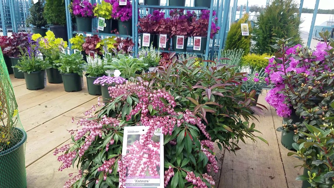 Pieris Japonica Katsura Japanese Andromeda Youtube