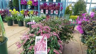 Pieris japonica 'Katsura' (Japanese Andromeda)