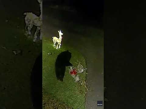Bear defeats light up lawn reindeer, takes one as a prize #Shorts