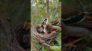 Beautiful Bird Parents Feeding Their Babies 🕊️ Pure Nature Love #релакс #birds #пташки