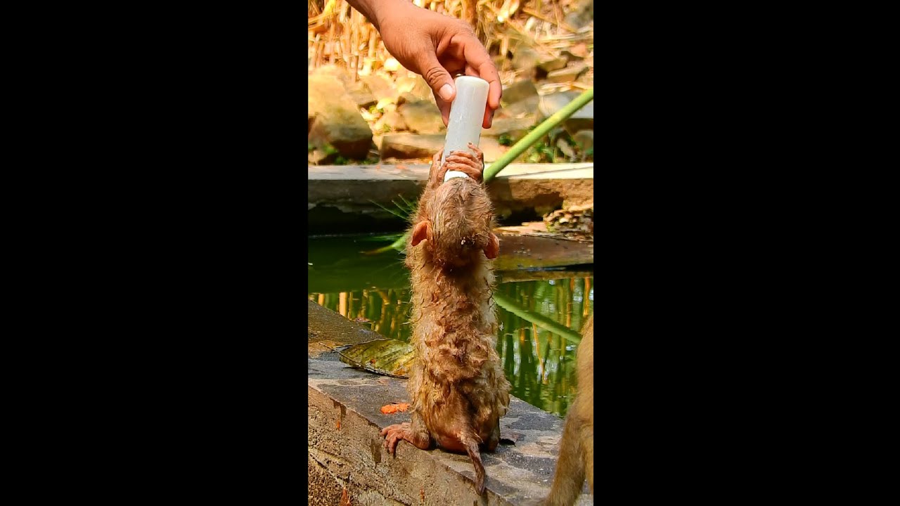 OMG MG feeding tiny abandon baby monkey, Baby Tinky cry loudly, Live Now