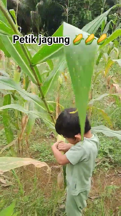 petik jagung #petani #jagung #kebun #kalimantan #fypシ゚viral