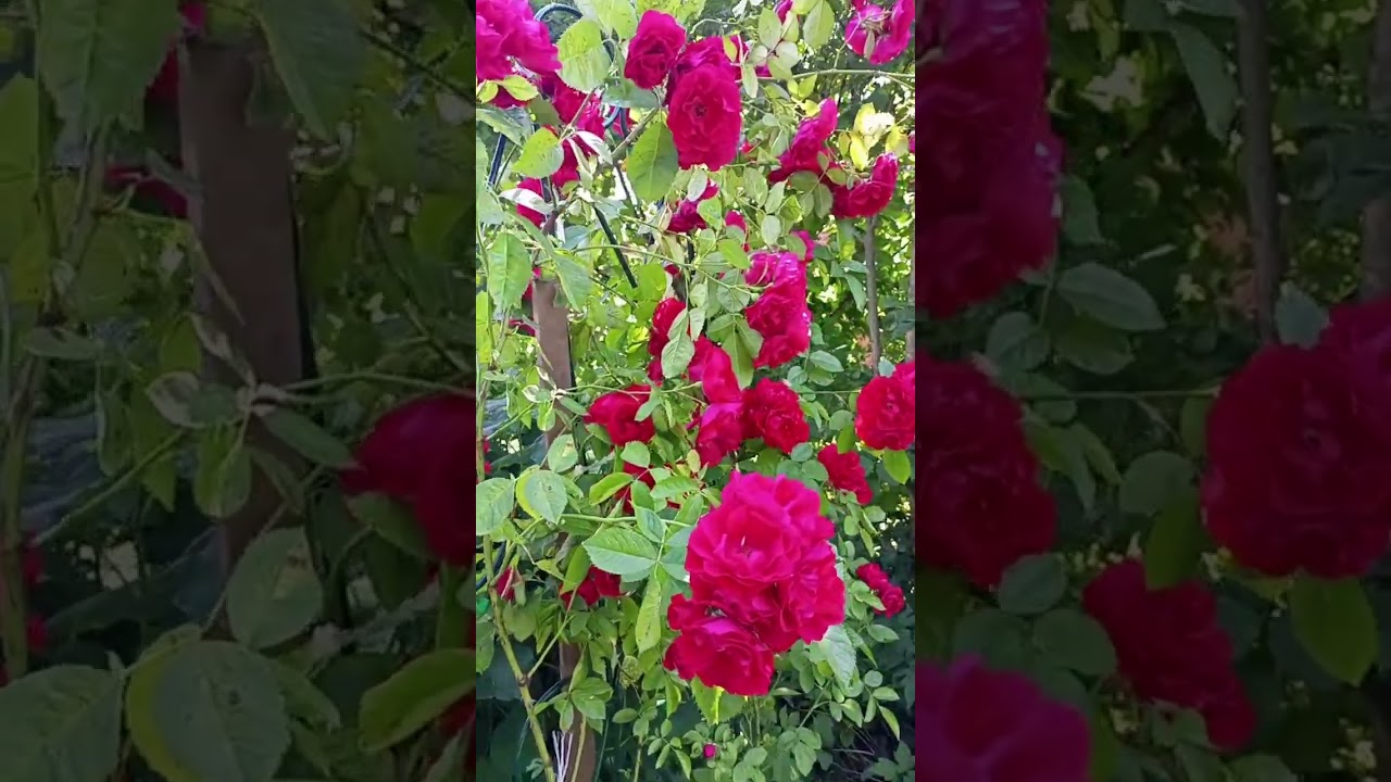 Воспоминания о лете