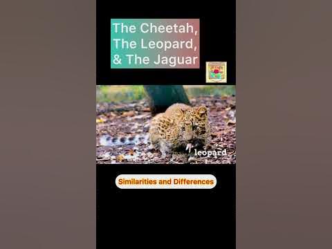 The Cheetah, the Leopard, and the Jaguar | Similarities and Differences