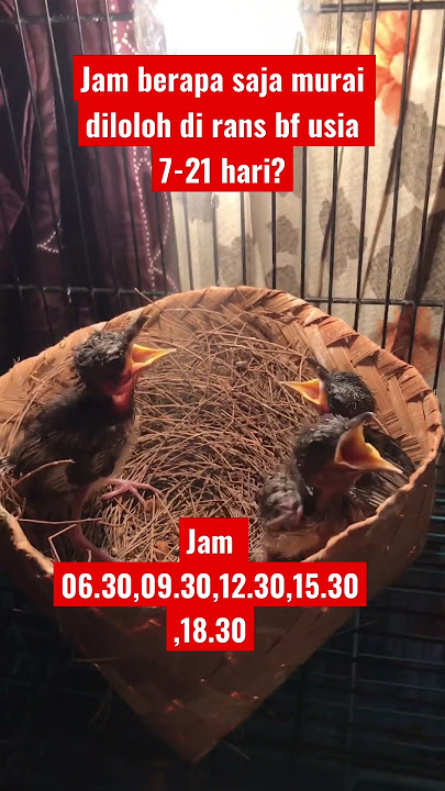 Meloloh anakan murai batu - waktu yang tepat usia 7 hari