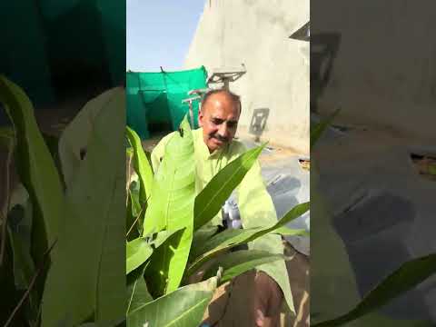 विदेशी आम 🥭के पेड़ और इतने छोटे पेड़ो पर फल लग जाता है 😱📞8171531044