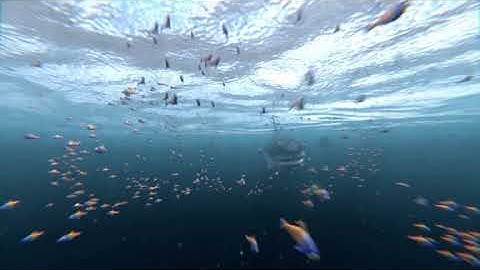 Blender 2.8x Shark anim