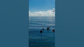 Thumbnail of Serenity on the Ocean: Peaceful and Stunning Silence on the Ocean