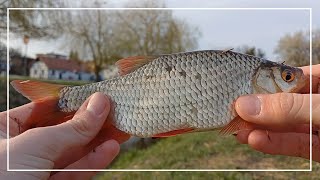 ODLEGŁOŚCIÓWKA nad RZEKĄ | Zabawa z drobnicą | 06/2024