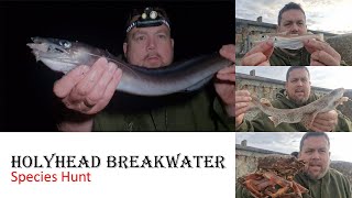 Anglesey  Holyhead Breakwater Species Hunt