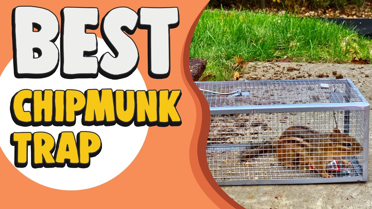 Kensizer 2 Pack Humane Rat Trap, Chipmunk Mouse Rodent Trap That