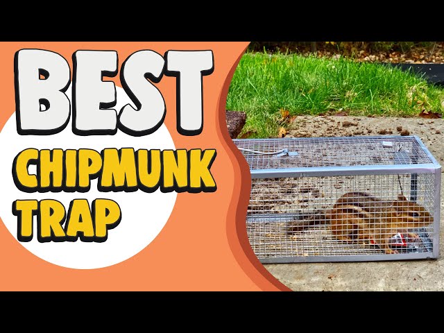 The Havahart Chipmunk Trap vs. the Chipmunkinator