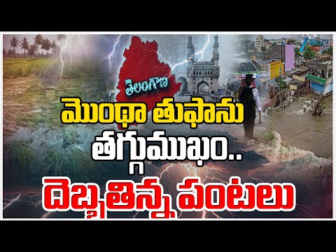 Telangana Rains Latest Updates | Montha Cyclone | మొంథా తుఫాను తగ్గుముఖం.. దెబ్బతిన్న పంటలు | ZEE - ZEE24TELUGUNEWS