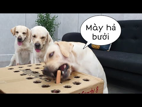 Video: Bắt đầu Mùa Giải Với Củ Cải