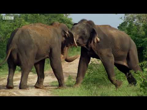 De-Extinction | The Woolly Mammoth: A Megafaunal Legacy
