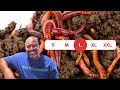 What Size Should Worm Castings Be When SIFTED For Soil