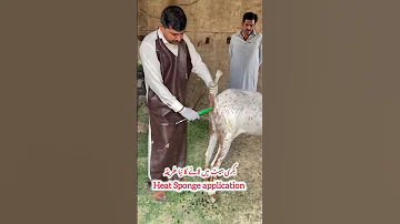 Heat Sponge Application In Goat Viralvideo Youtube Youtubeshorts 