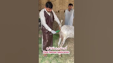 Heat Sponge application in Goat #viralvideo  #youtube  #youtubeshorts