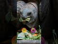 Discover the World of TURTLES 🐢