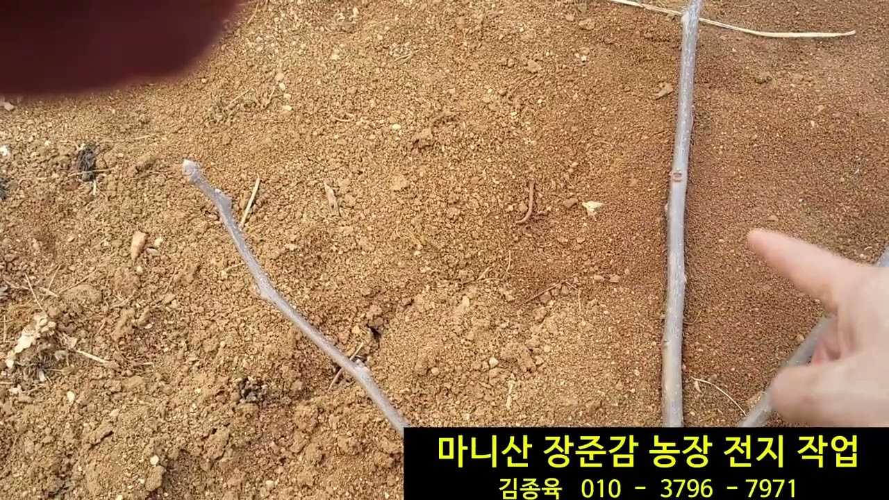 마니산 장준감 농장 전지 작업