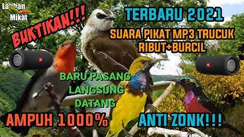 SUARA PIKAT BURUNG TRUCUK KOMBINASI BURCIL/AMPUH 100% ANTI ZONK/TERBARU 2021 Auto panen