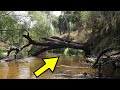 Alligator Guards 100,000 Year Old River Treasure!!!