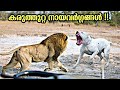 സിംഹത്തെപ്പോലും തോൽപ്പിക്കും ! Top 10 Dangerous Dogs In malayalam | Fact channel | Sixthsense | നായ