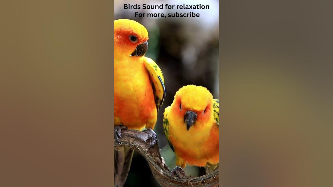 Jungle bird sound to help you relax ytshorts ytshort youtubeshorts