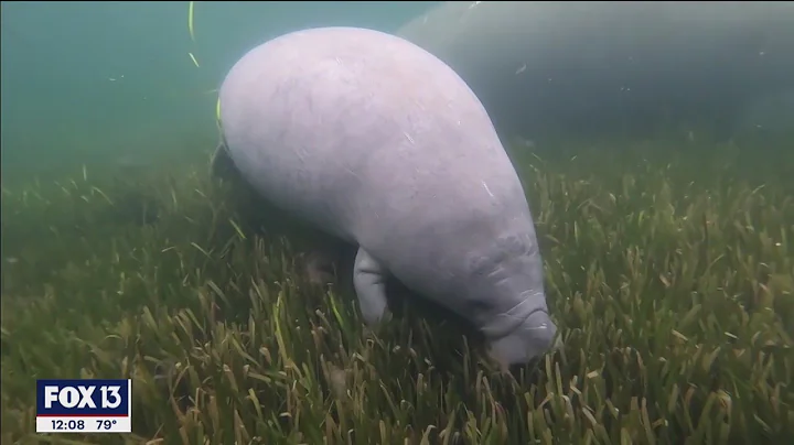 Florida wildlife report sheds light on manatee deaths