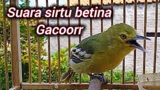 Suara sirtu/cipoh betina gacor paling ampuh untuk pancingan sirtu gacor 100% langsung nyaut semua