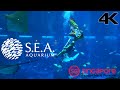 [4K] Underwater Dragon Dance for Chinese New Year at S.E.A. Aquarium on Sentosa, Singapore