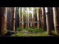 Making a terrarium where rain falls in a birch forest