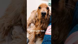 The Look of Love….. and Dinner!#shorts #dog #cockerspaniel