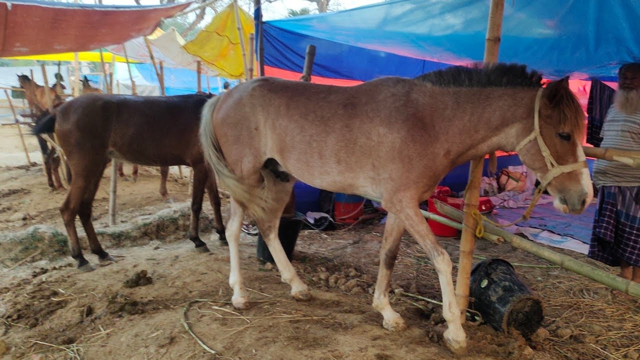 ঐতিহ্যবাহী গোপিনাথপুর মেলায় সর্বনিম্ন পাঁচ হাজার টাকা থেকে ৭ লক্ষ টাকা প্রাইজের ঘোড়ার দাম জানুন।