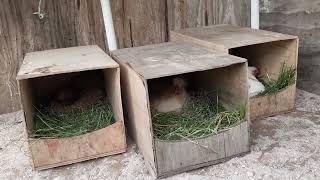 🛑4 GALLINAS CLUECAS al mismo tiempo quienes son? Otra vez quiere ser mamá, Boli y Algodón son necias