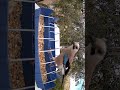 أبو زريق يأكل عن قرب 🐦🔥 | Eurasian Jay Eating Close Up #shorts