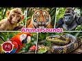 Jungle Friends Adventure! 🐒🐯 | Fun Animal Song for Kids! || Monkey, Tiger, Gorilla, Parrot, Snake