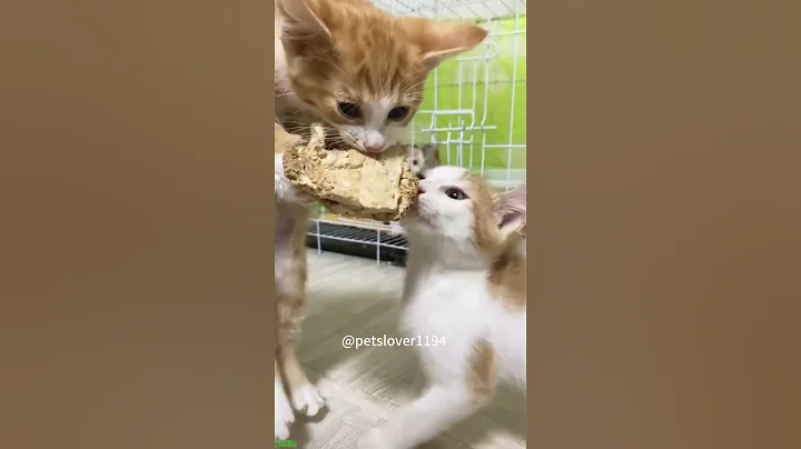 Video 10886241: cucumber scare cat funny, funny cat talking, cat talking sound, cat loves talking, cute kitten